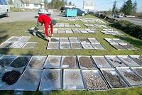 More than 10,000 artifacts were found at the Tse-whit-zen site. Material is spread on trays to dry on the lawn in front of a house converted to an archaeology lab in Port Angeles.