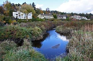 Bad result: Part of the creek relocated by the Port of Seattle as mitigation for its third runway flows too slowly to provide the spawning habitat for salmon that it was supposed to.

