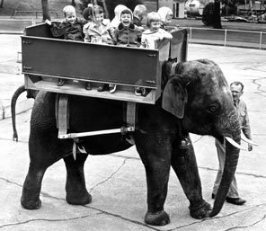 <strong>HITCHING A RIDE:</strong> Children enjoy the first ride of the elephant-ride concession, which opened in 1956 at Woodland Park Zoo. Concessionaire Morgan Berry leads Thonglaw, a male Indian elephant. The rides cost 25 cents each. 