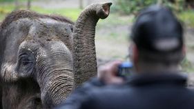 Play video: Glamour Beasts: The dark side of elephant captivity