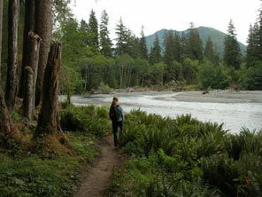 The Hoh River trail in Olympic National Park  winds through mossy forest and skirts the river.  Sen. Patty Murray's reintroduction of legislation would expand the wilderness area in Olympic National Forest by about 200 square miles, creating a buffer around Olympic National Park.