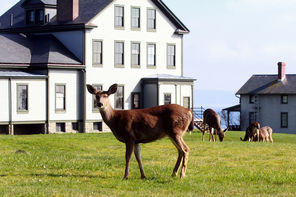 Fort Flagler State Park has about 20 resident deer that often feed on the lawn by the 12-bed hospital completed in 1905. The building at far right is one of those rented as vacation housing.