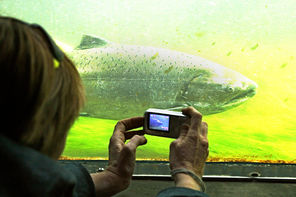 A visitor gets an up-close photo of a big salmon passing through the fish ladder at the Ballard Locks.