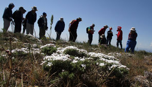 A group enjoys the wildflowers atop Stacker Butte. Volunteer Barbara Robinson, right, points out what's what. 