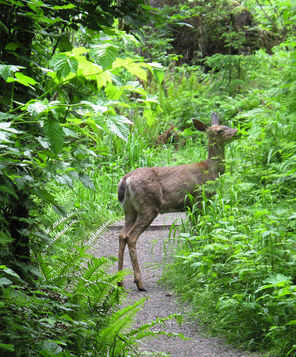 A deer nibbles greenery along a park trail.