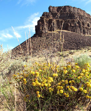 Wildflowers along a trail frame Umatilla Rock at Sun Lakes/Dry Falls State Park.