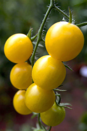 Hybrid yellow cherry tomatoes, named Summer Sun, ripen in an Israeli greenhouse. The seeds were developed by Hazera Genetics, an Israeli company specializing in breeding and marketing non-GMO hybrid varieties of vegetable and field crops. 
