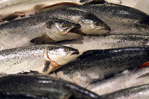 Norway farmed salmon are displayed at a French supermarket. 