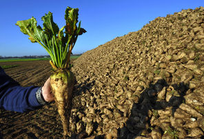An unaltered sugar beet, seen in the French town of Lilliers. 