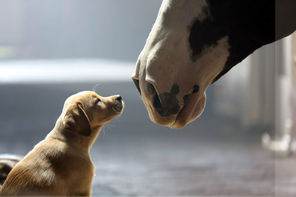 This commercial for Anheuser-Busch shows the company's 2014 Super Bowl commercial entitled “Puppy Love”. The ad ran in the fourth quarter of the game. 
