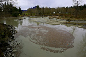 A slurry of silt-laden water is nearly at a standstill in the North Fork of the Stillaguamish just a few miles downstream from the slide that blocked the river Saturday. The river was backing up above the slide.